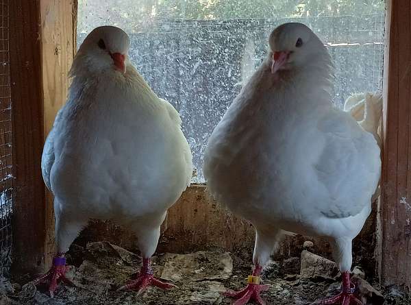 pigeon-for-sale-in-yoakum-tx