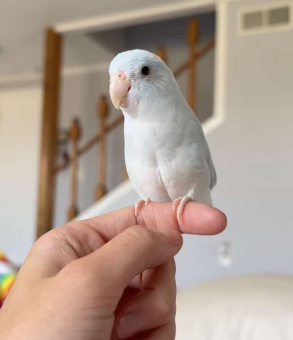 pacific-parrotlet-for-sale-in-bonsall-ca