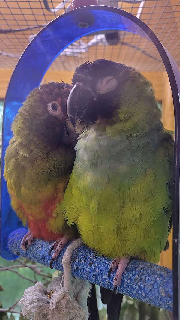 nanday-conure-for-sale-in-vermont
