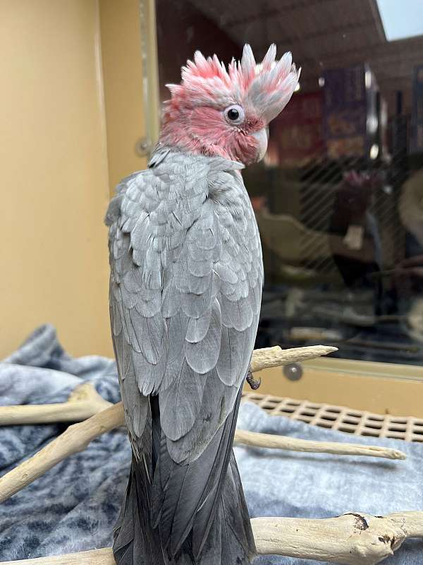 baby-grey-pink-bird-for-sale