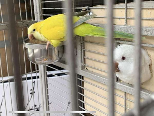 albino-bird-for-sale-in-gainesville-va