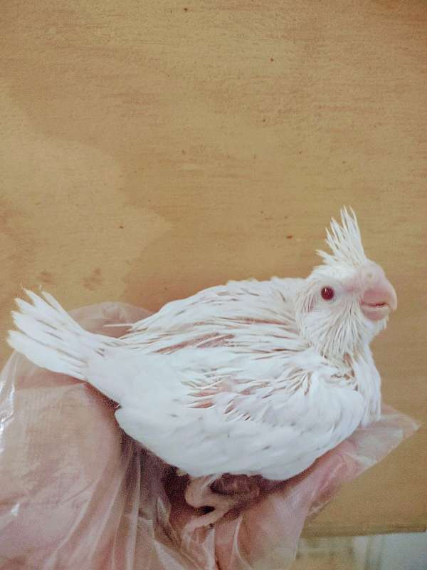albino-red-bird-for-sale-in-baltimore-md