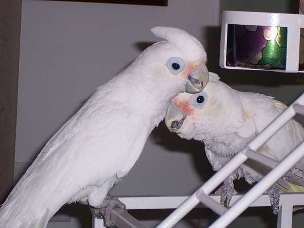 goffin-cockatoo-for-sale-in-bloomsburg-pa