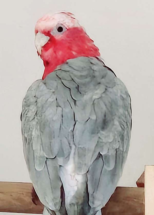rose-breasted-cockatoo-for-sale-in-cynthiana-ky