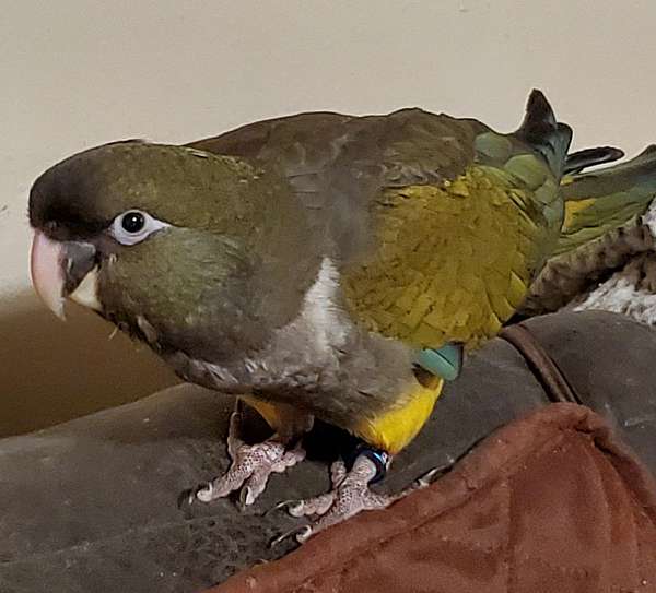 blue-patagonian-conure-for-sale