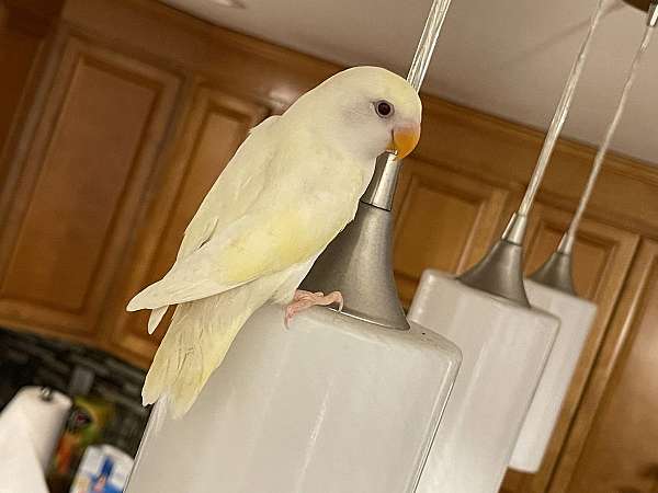 lovebird-for-sale-in-connecticut