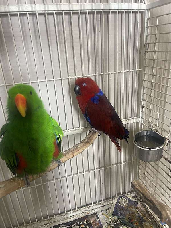 eclectus-parrots-for-sale-in-lake-ariel-pa