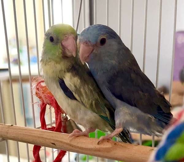 parrotlet-for-sale-in-warwick-ri