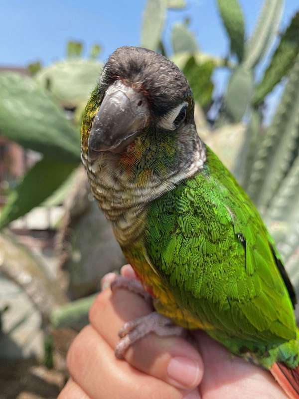 conure-for-sale