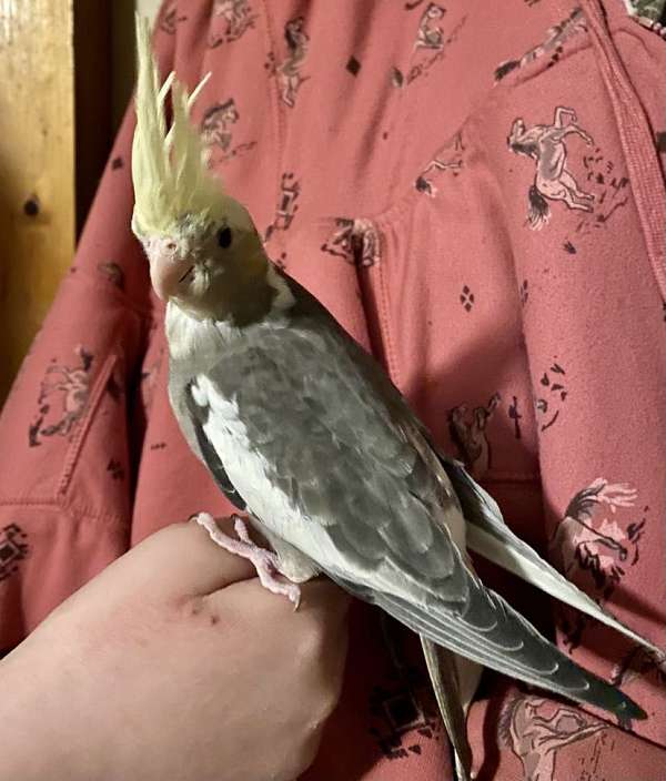 cockatiel-for-sale-in-arkville-ny