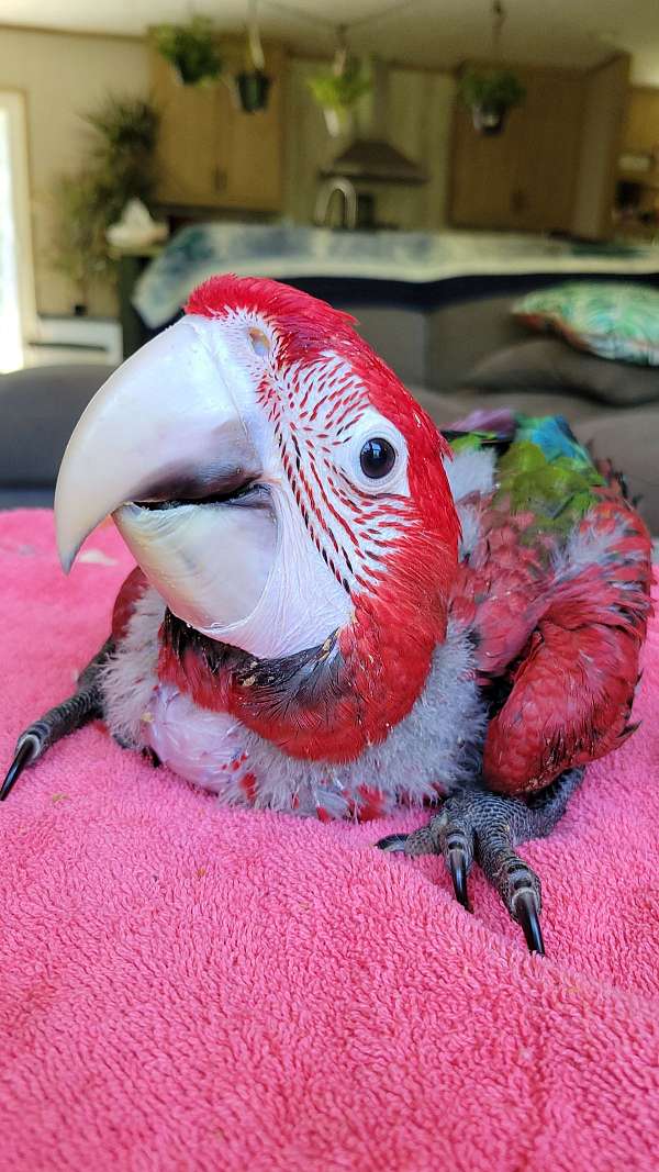 green-wing-macaw-for-sale-in-monetta-sc