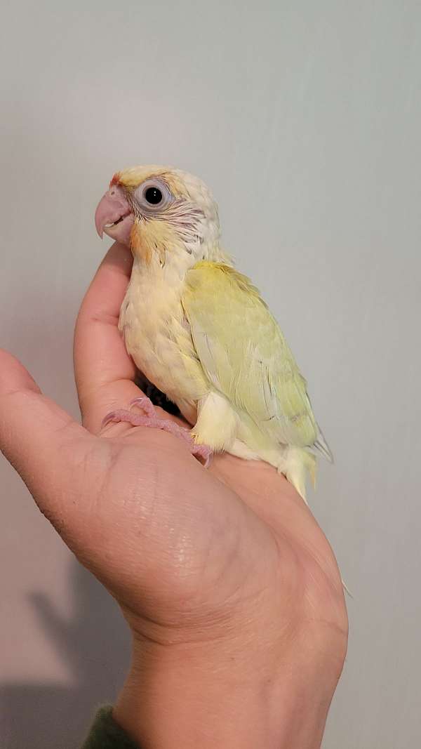 green-cheek-conure-for-sale-in-monetta-sc