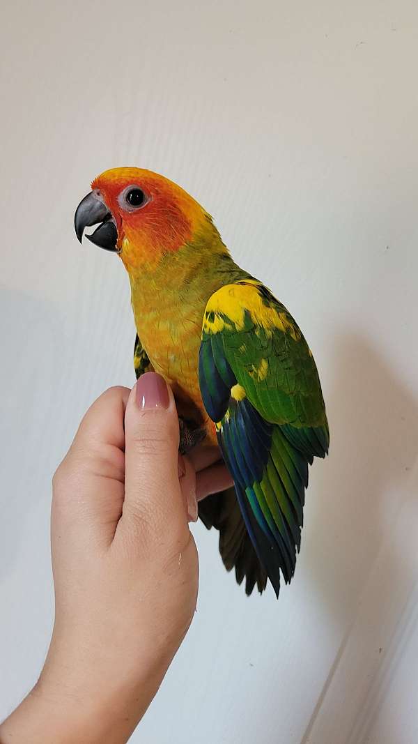 sun-conure-for-sale