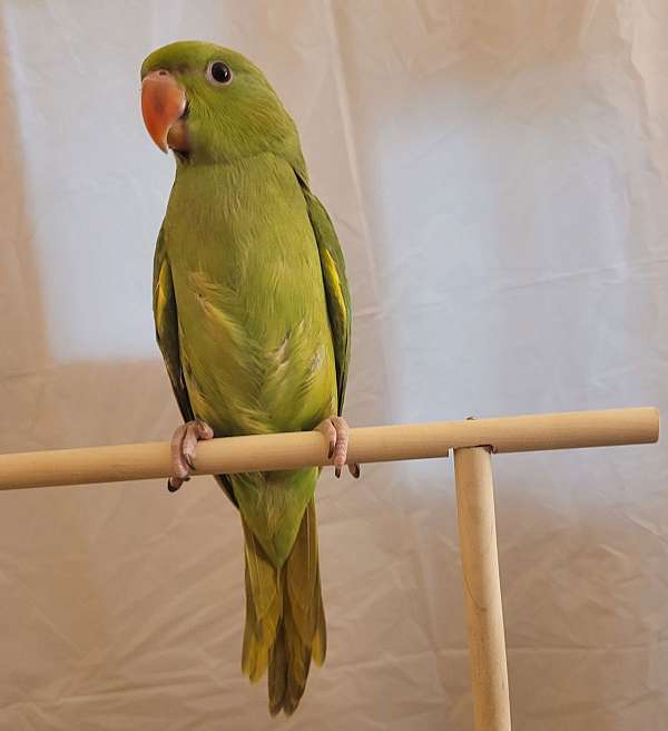 ringneck-parakeet-for-sale-in-cynthiana-ky