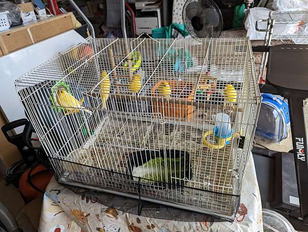 canary-for-sale