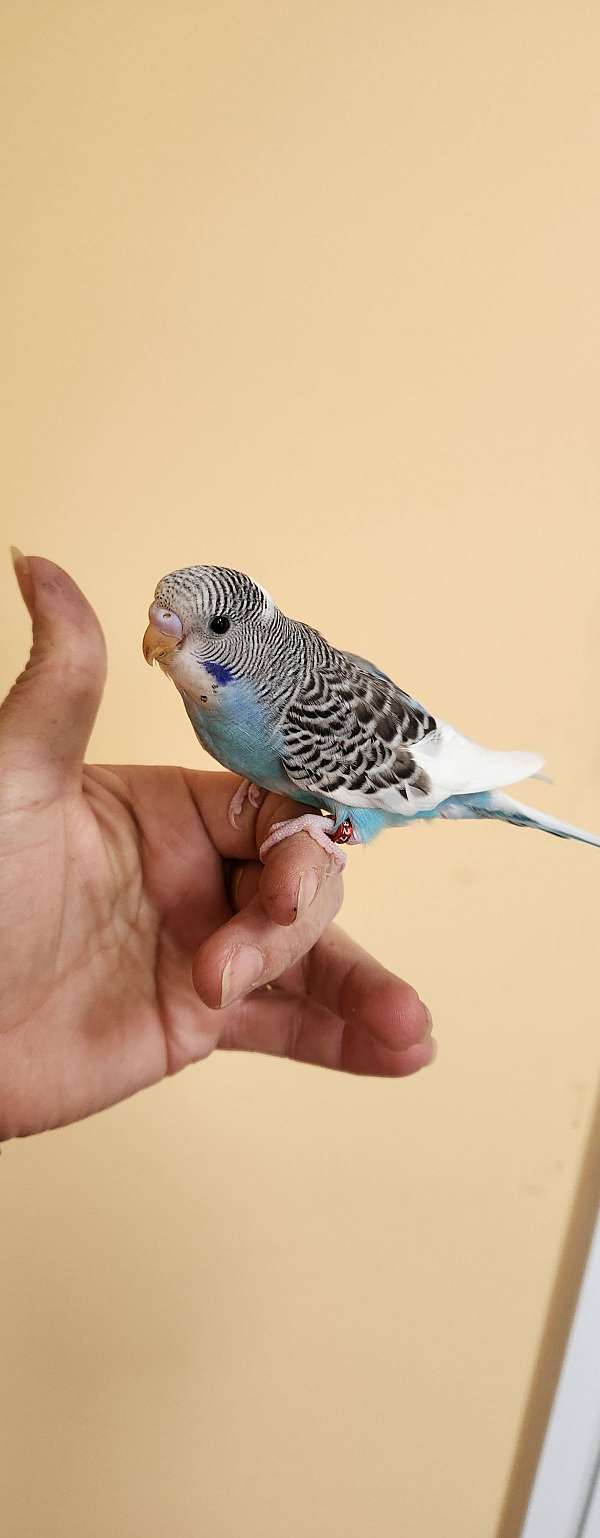 parakeet-for-sale