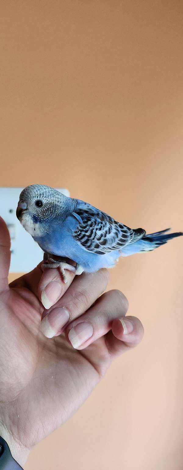 parakeet-for-sale