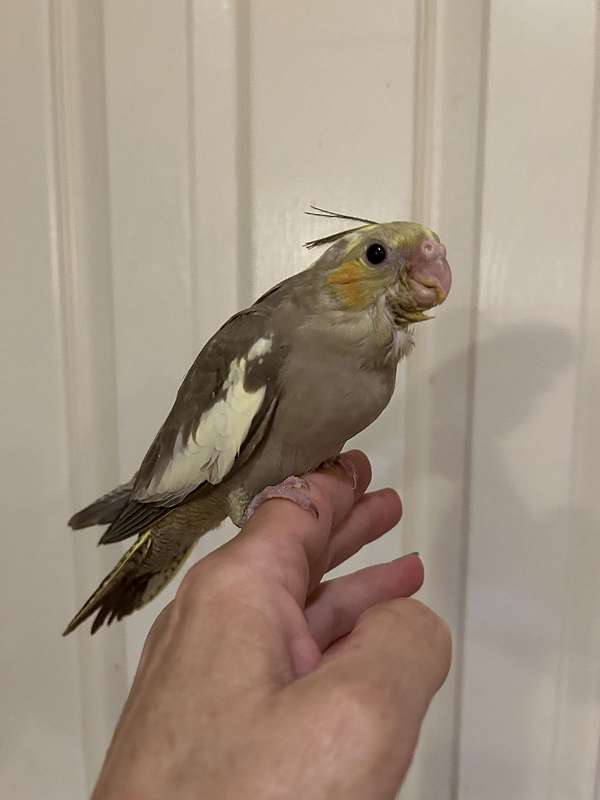 cute-bird-for-sale-in-layton-ut