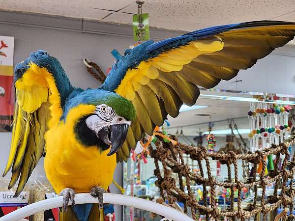 macaw-blue-gold-macaw-for-sale-in-stroudsburg-pa