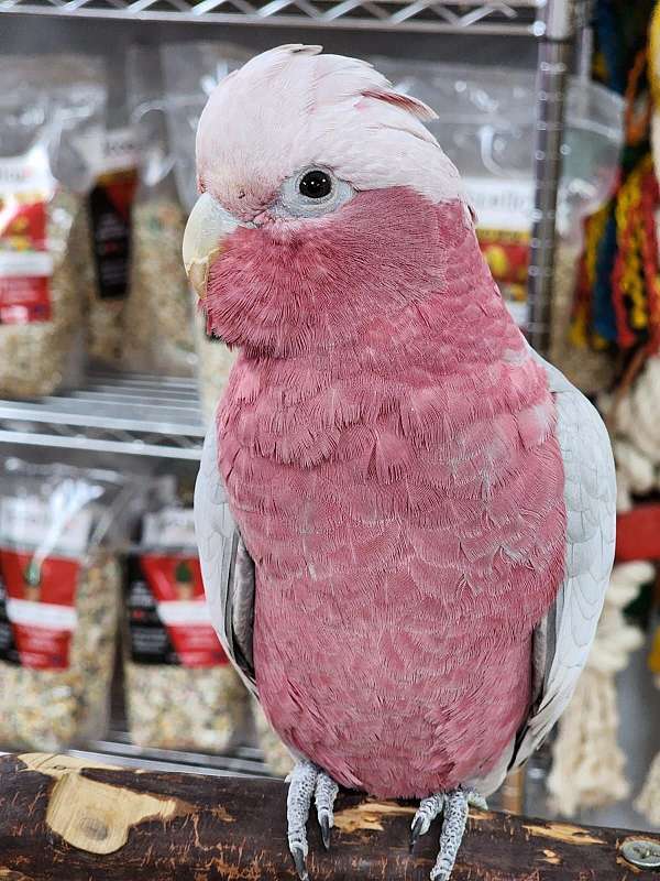 rose-bird-for-sale-in-stroudsburg-pa