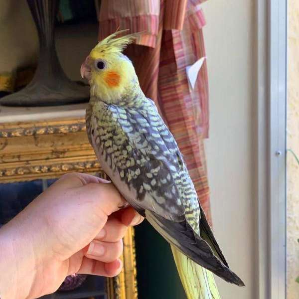 cockatiel-for-sale