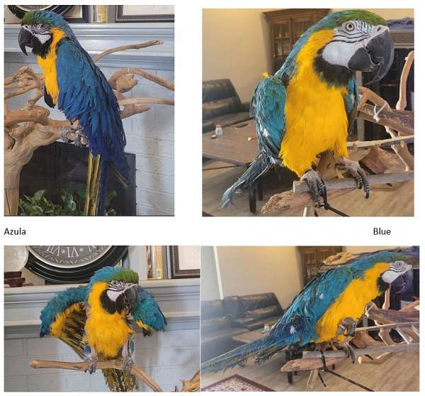 macaw-for-sale-in-lubbock-tx