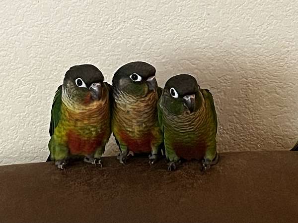 green-cheek-conure-for-sale-in-frisco-tx