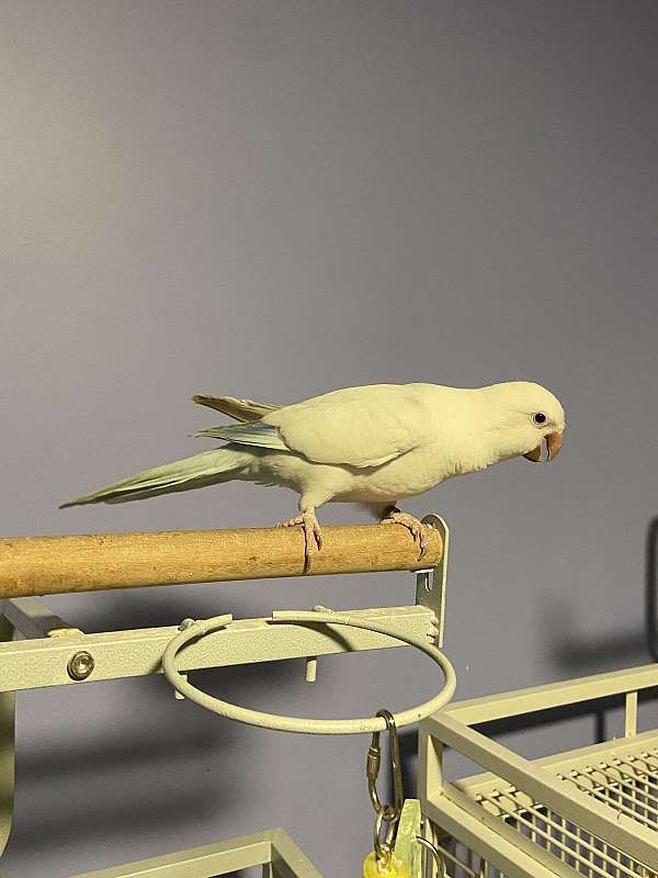 pet-bird-for-sale-in-ottawa-il