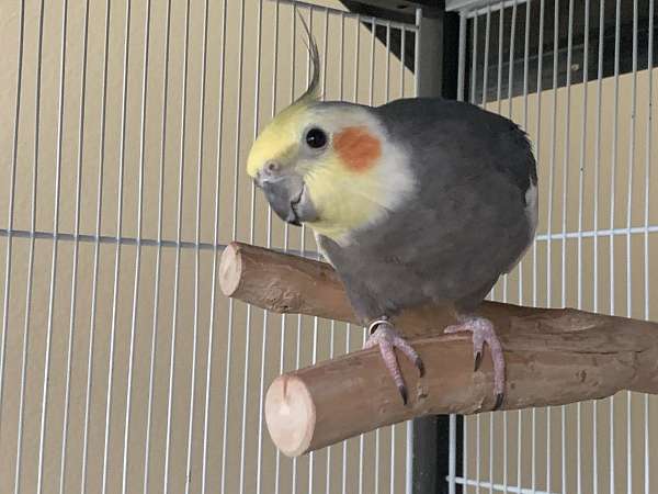 adult-bird-for-sale-in-frisco-tx