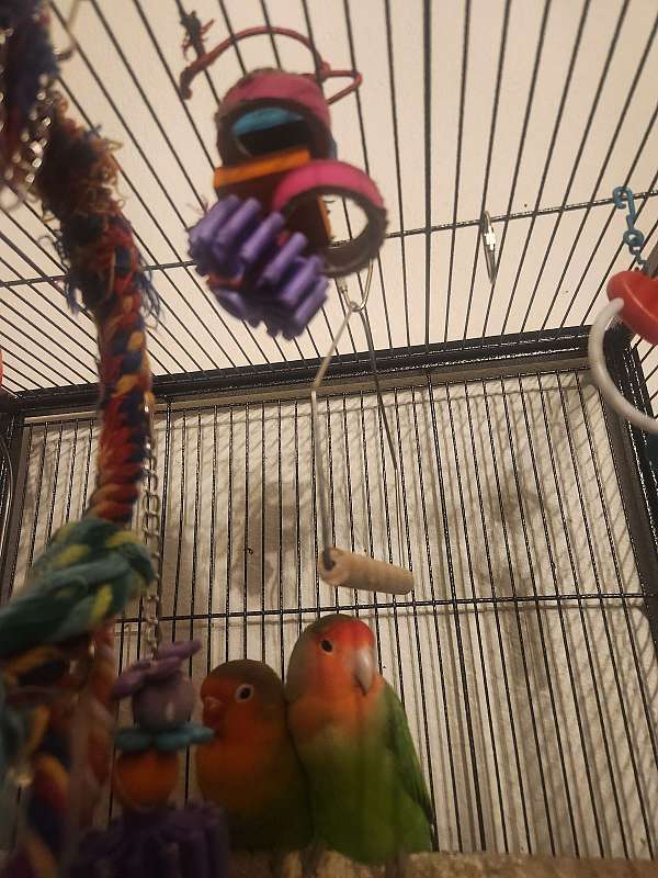 peach-faced-lovebird-for-sale-in-maple-valley-wa