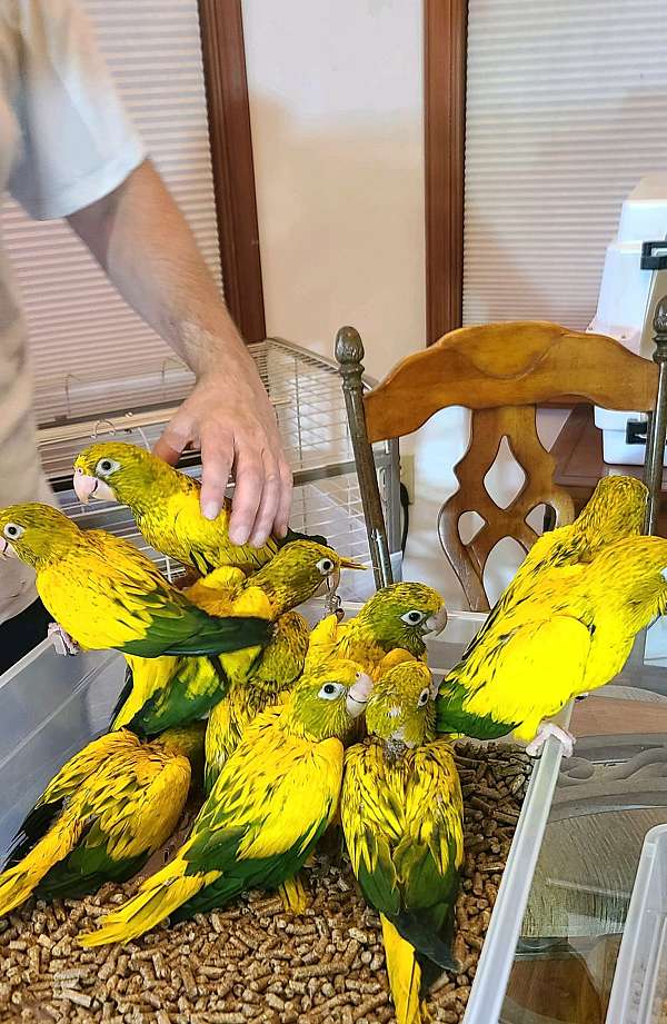 golden-conure-for-sale-in-stroudsburg-pa