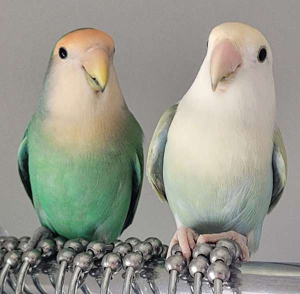 peach-faced-lovebird-for-sale-in-lakewood-ca