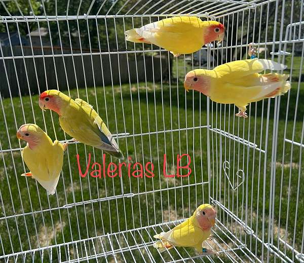 lovebird-for-sale-in-independence-mo