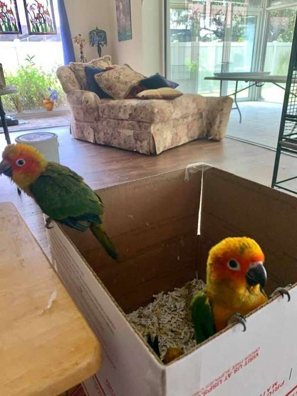 sun-conure-for-sale