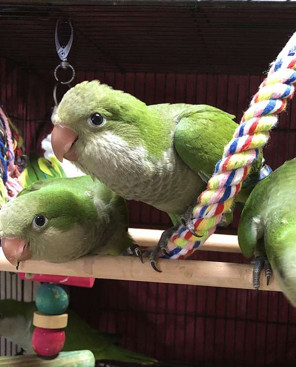 quaker-parrots-for-sale