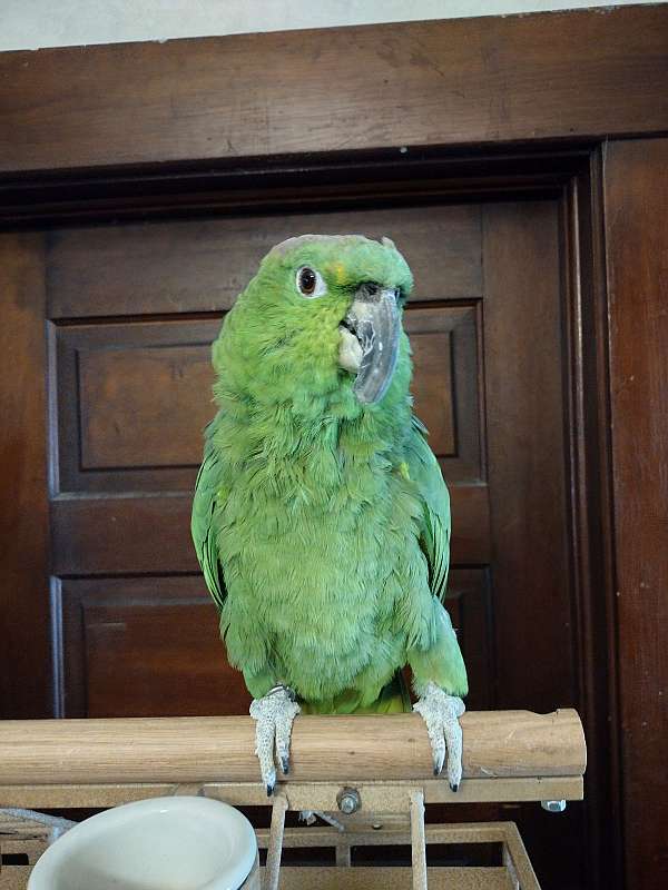 mealy-amazon-parrot-for-sale-in-newton-ks