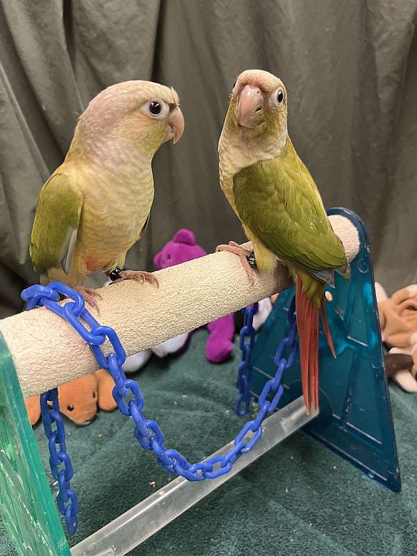 Green Cheek Conures, TurquoiseCinnamon, DNA males, hand raised, sweet