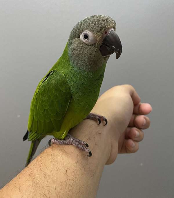 dusky-conure-for-sale-in-brookshire-tx