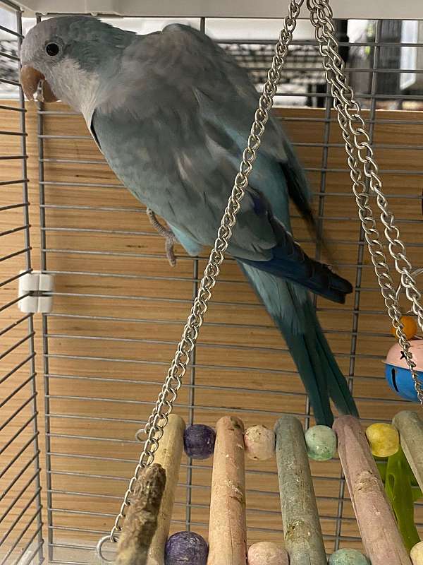 parrot-for-sale-in-north-port-fl