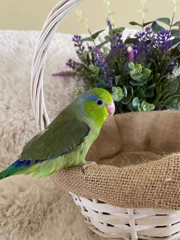green-parrotlet-for-sale