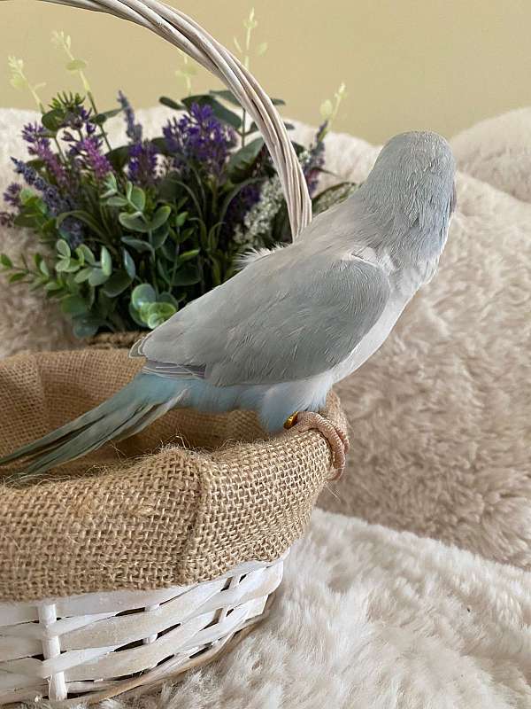 blue-pastel-quaker-parrots-for-sale