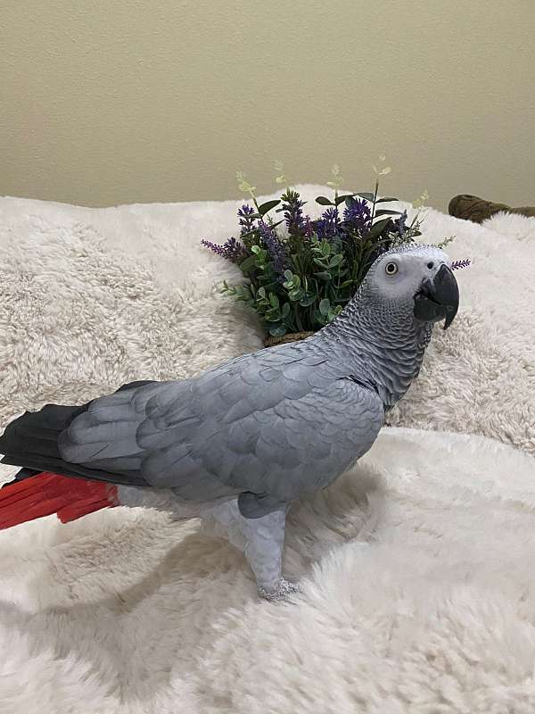 african-grey-parrot-for-sale-in-north-port-fl
