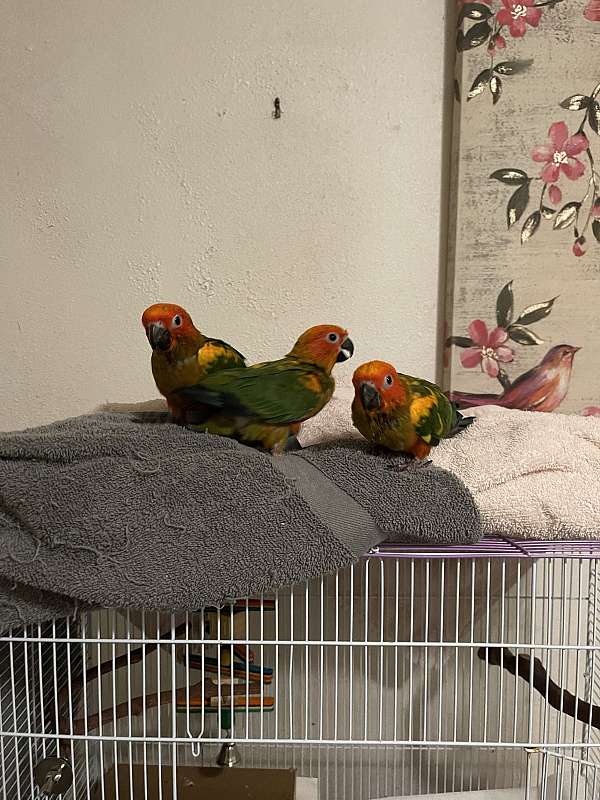 conure-for-sale