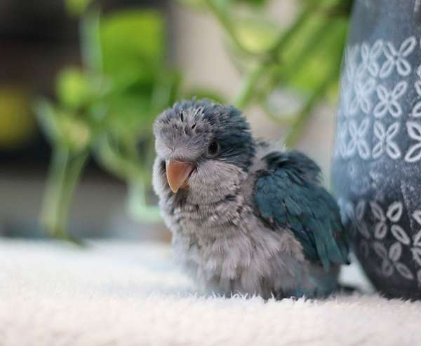 cute-bird-for-sale-in-mooresville-in