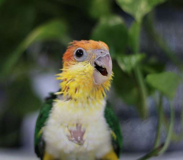 caique-for-sale-in-mooresville-in