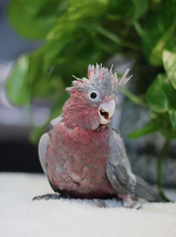 rose-breasted-cockatoo-for-sale-in-mooresville-in