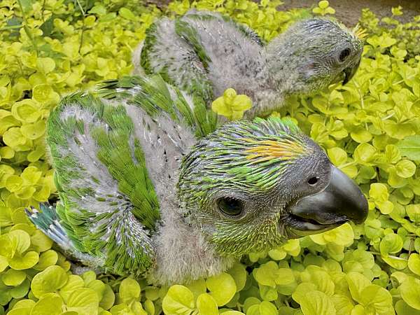 yellow-naped-amazon-parrot-for-sale