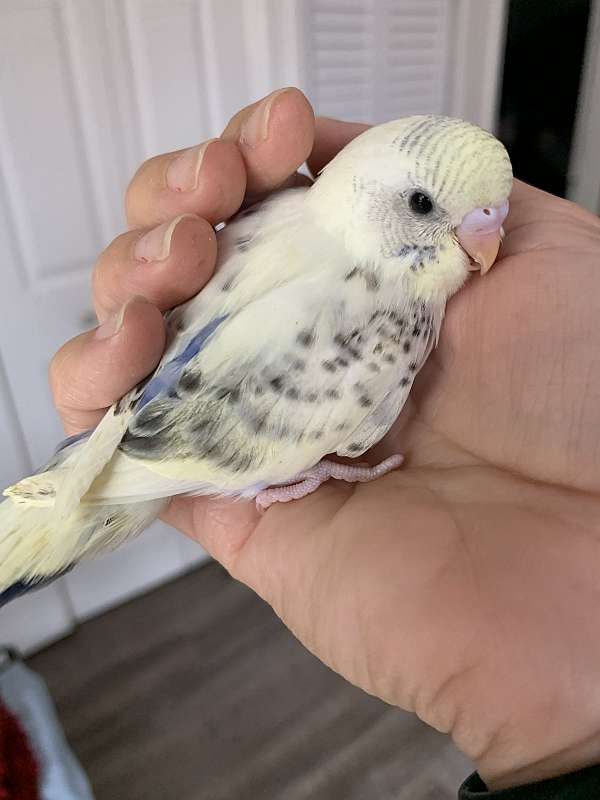 budgerigar-parakeet-for-sale