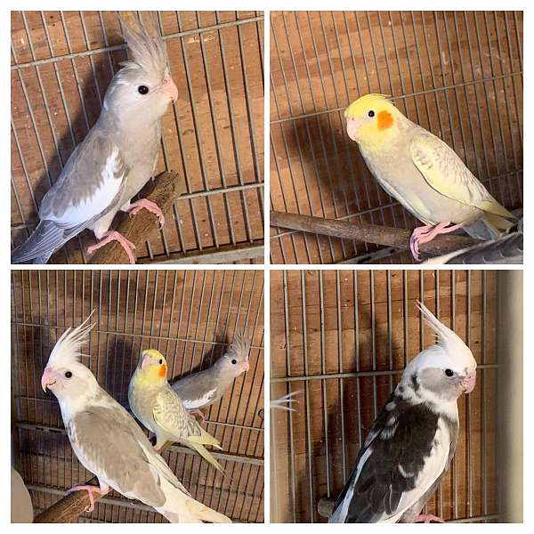 cockatiel-for-sale