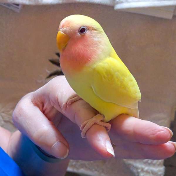 lovebird-for-sale